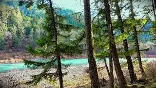Turquoise River Calm ✨ Birdsong & Gentle Water Sounds for Deep Peace