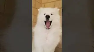 Most ANNOYING Sound In The World! #funny #cute #samoyed #dog #shortsfeed #comedy #jimcarrey #shorts