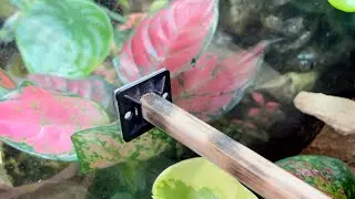 DIY Snake Perch