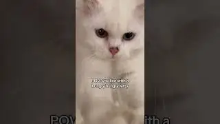 POV: you live with a hungry hungry kitty 😂 #cat #funny #shorts
