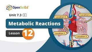 Unit 7.3 Lesson 12 Planning Video | OpenSciEd On-Demand Resources