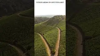 Discover Stuttgart's Hidden Vineyards: A Scenic Wine Adventure in Germany 🍇✨