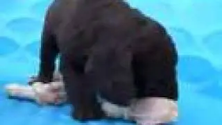 Feeding Australian Labradoodle Pups Raw Meat