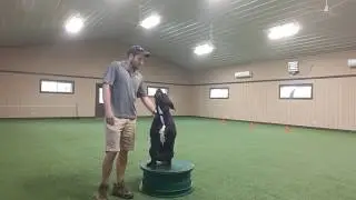 Off Leash Obedience Training with Drago the Mastiff - Week 4.  PawsCienda's K9 Training Ranch.