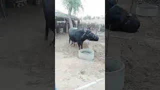 buffalo YouTube short video viral video buffalo milk powder #dairy animals