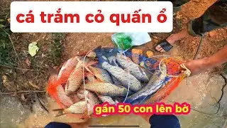 Trở lại hồ trí thu câu cá trắm cỏ - quấn ổ giật liên tục nhé ae 