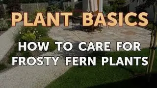 How to Care for Frosty Fern Plants