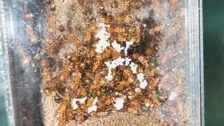 Full Tetramorium Bicarinatum Update Start 2023