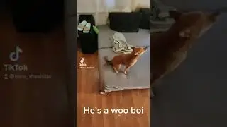 Shiba Inu awoo 🥹 #awoo #woogirl #dogsoftiktok #shibainu #cutestpuppy #doggosdoingthings