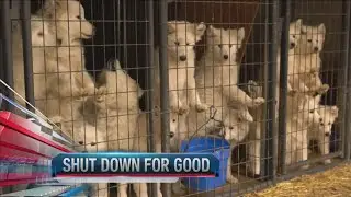 170 dogs rescued from commercial breeding facility in northern Iowa