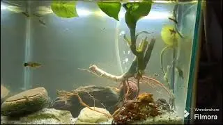 wild guppys and catfish
