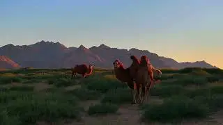 Discover Mongolia: 7-Day Gobi Desert Self-Drive Adventure | Avis Mongolia