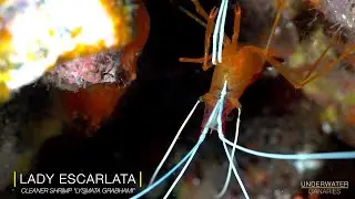 Cleaner Shrimp Lysmata grabhami / Diving Tenerife - Underwater Canaries