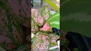 මගේ හයවෙනි Plant Sale එක 🪴💐  එන්න ඇවිත් බලන්න  ♥️ .  WhatsApp Number  : 0778210694 💚