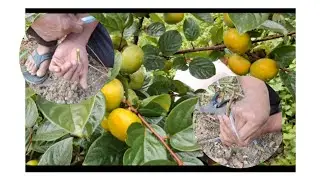 How to graft persimmon fruits tree