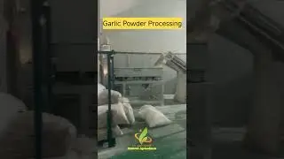 Garlic Powder Processing