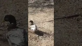 relax video Duck mating games.Брачные игры уток