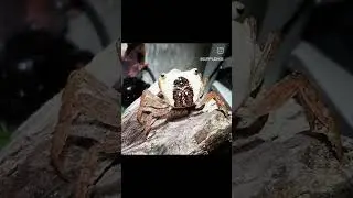vampire crab freshwater.easy to care #jrguppyaquatic #guppyjohor #jrguppyfarm #ikanmurahjohor
