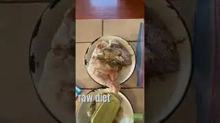 fix your dogs shedding problem | raw diet tips