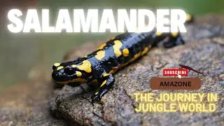 Top 5 Salamanders That Make Great Pets A Beginner's Guide