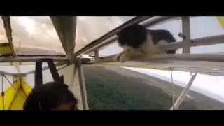 Mission: Impossible Rogue Nation (Cat Version)