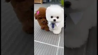 When small dogs fall in love 😍🐶 #dog #cute #lovedogs