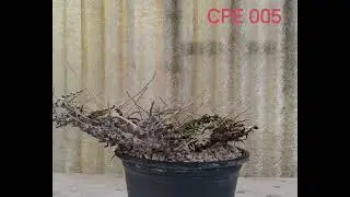 Commiphora sp. Eyl (Somalia): The Dramatic, Horizontal Driftwood Form (Specimen CPE 005)