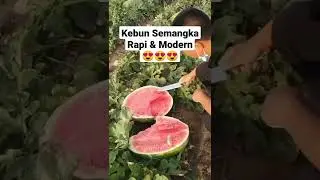 Ladang Semangka Jenis Giant di China #shorts #viral #perkebunan