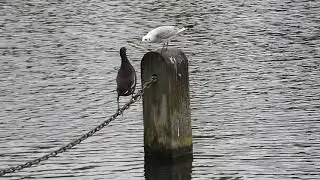 Moorhens knocking Black -Headed Gulls off posts
