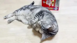 正月から正解に悩むあいちゃん。