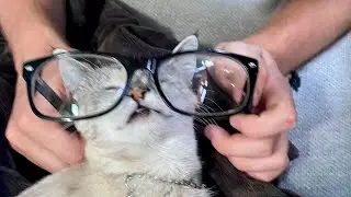 Command Training Tips for Blind Cats and Kittens