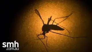What is Zika virus?