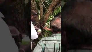 Trinidad Agronomist Michael Baboolal Educates 15 district Councillors Giant African Snail Control.