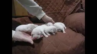 beagle-puppies.net