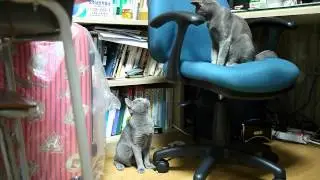 2 russian blue fight each other
