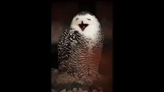 Funniest clumsy animals compilation