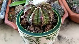 Gymnocalycium mihanovichii  Hibotan