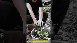 Creative Soybean Harvesting Process with Manual Tool in Farming Area #workprocess