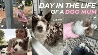 day in the life of a BORDER COLLIE & her dog mum!