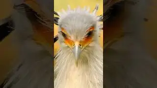 Птица-секретарь красивая и бесстрашная 