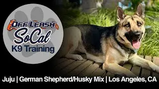 German Shepherd Husky Training | Juju | Los Angeles, CA