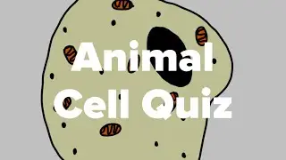 Animal Cell Quiz