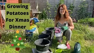 Growing Potatoes For Christmas Dinner - How To Grow Potatoes In Pots