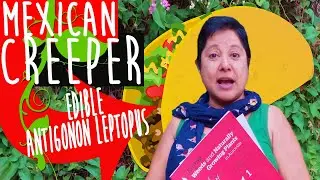 🆕antigonon Leptopus Pronunciation & How To Grow Mexican Creeper EDIBLE✔✔