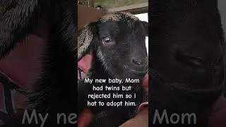 sweet child of mine.  #babygoat #rejected #adopted #sweet #cutebaby #shortvideo
