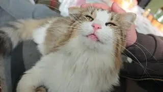 Adorable Cat Jumps into Daddy's Lap for Sweet Cuddles!