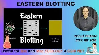 Eastern blotting