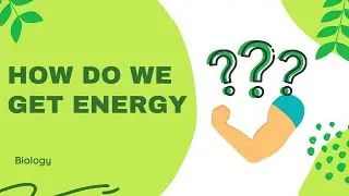 How do we get energy ? || Biology || Kids Science || Wizartist