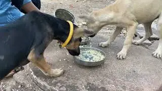 Rescue hungry puppies and spray mango to kill spider bites on puppies