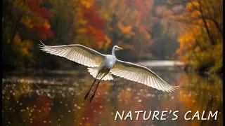 Relaxing Nature in 4K: Forest River & Wild Birds | Stress Relief Film